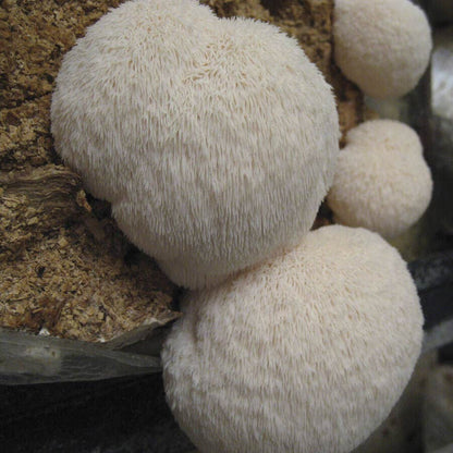 Mushroom Lion's Mane Pom Pom Countertop Kit