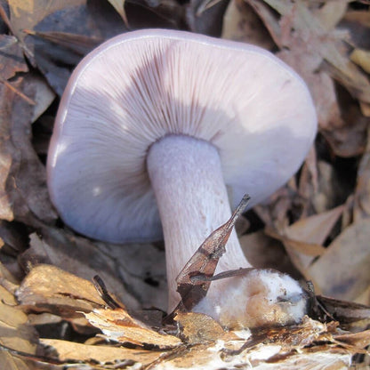 Blewit Mushroom