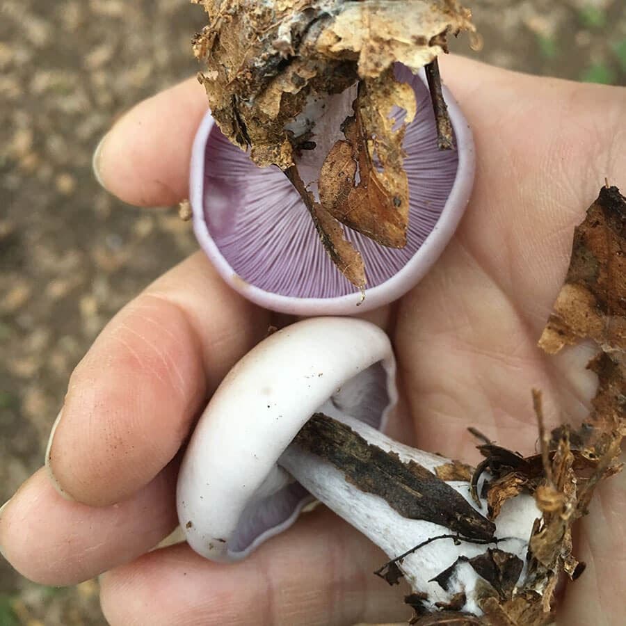Blewit Mushroom