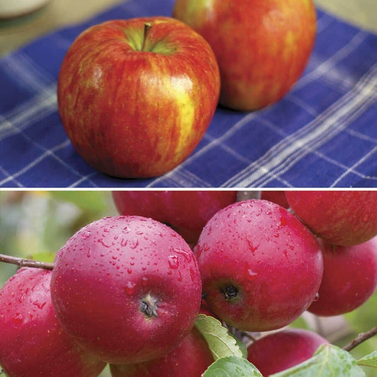 Malus Honeycrisp™ Apple Tree Kit