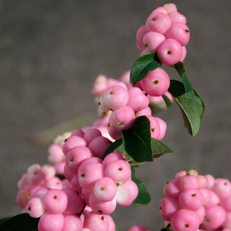 Symphoricarpos Magical® Pride