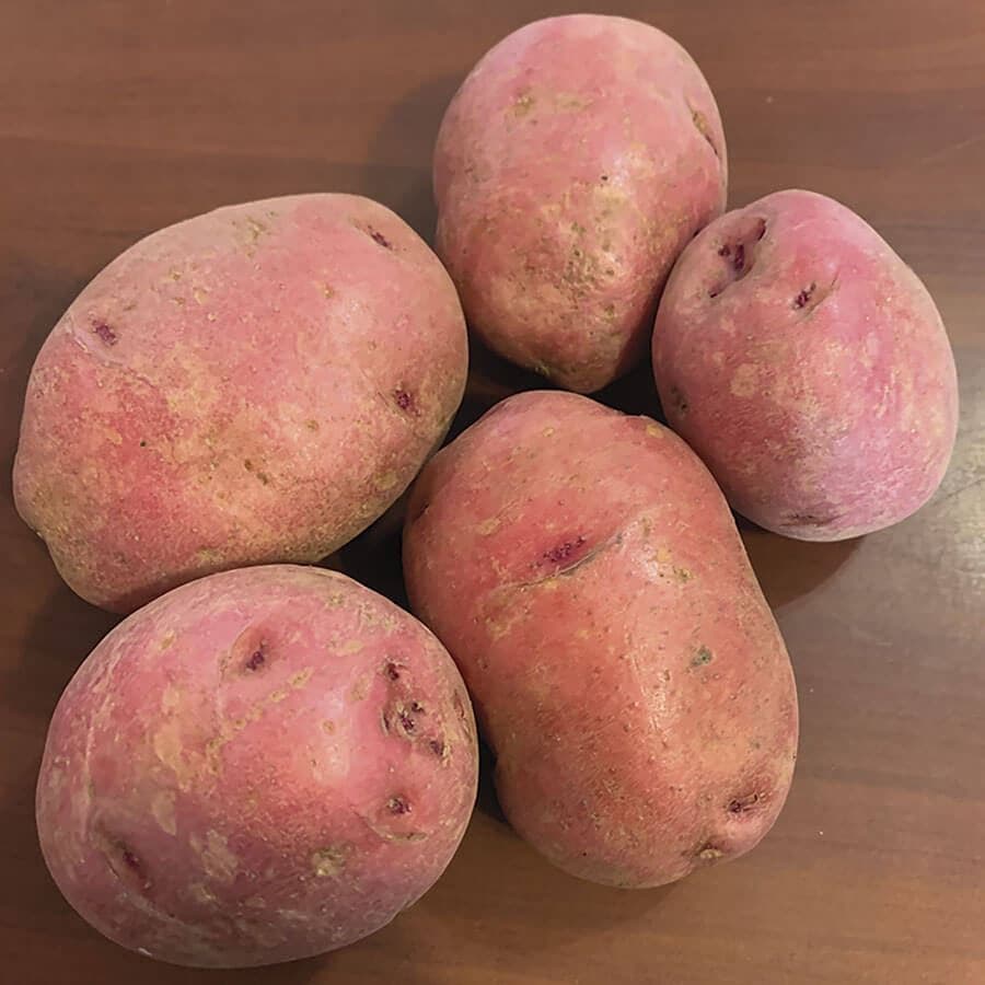 Dark Red Norland Potato