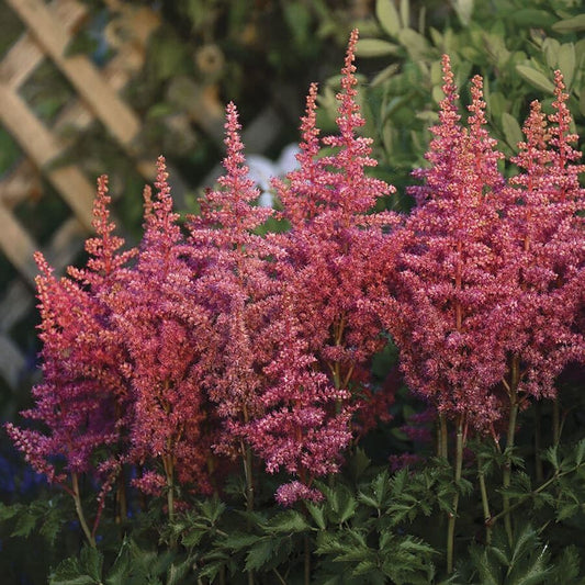 Astilbe 'Rise and Shine'