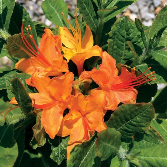 Rhododendron Flame Azalea