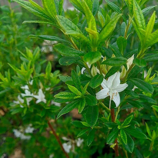 Rhododendron Swamp Azalea