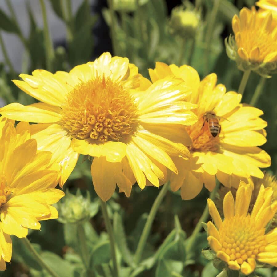 Gaillardia Lunar® 'Honey Moon'