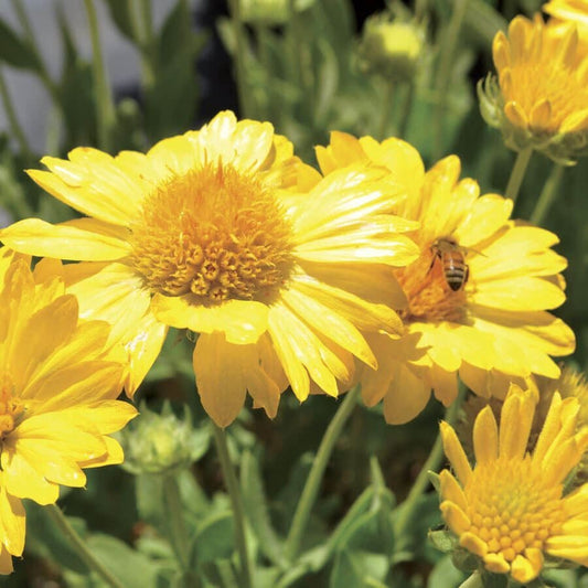 Gaillardia Lunar® 'Honey Moon'