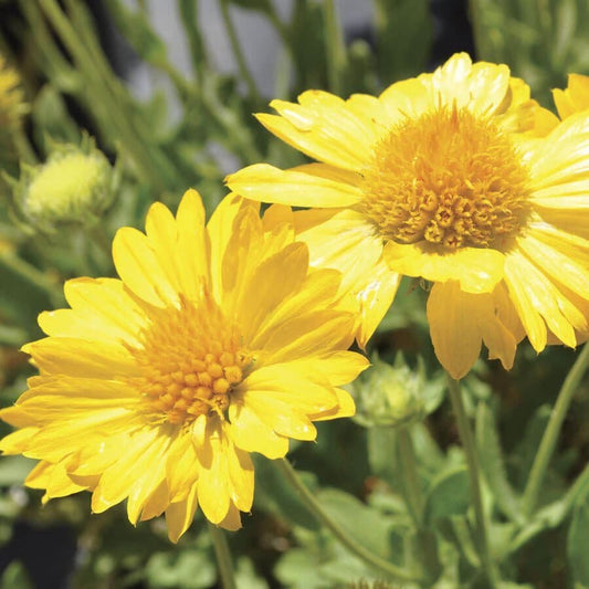 Gaillardia Lunar® 'Honey Moon'