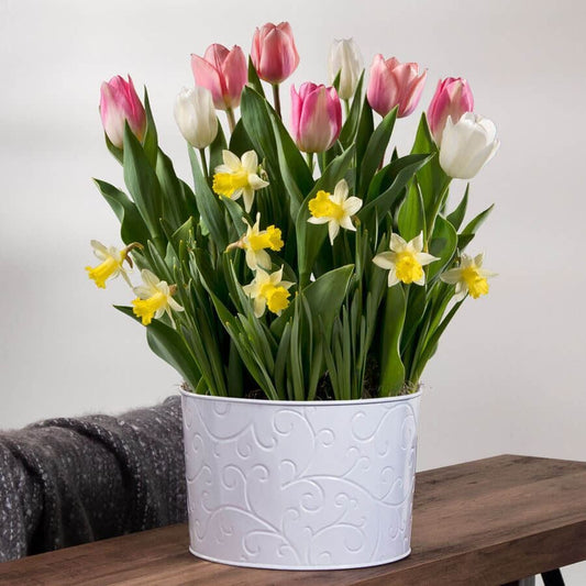 Cheerful Day Bulb Garden