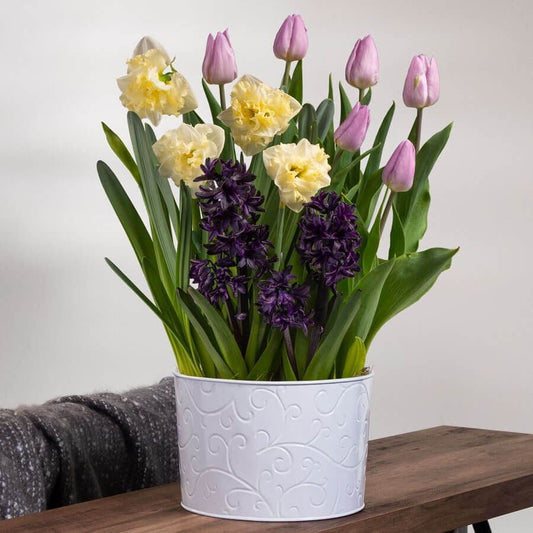 Spring Surprise Bulb Garden