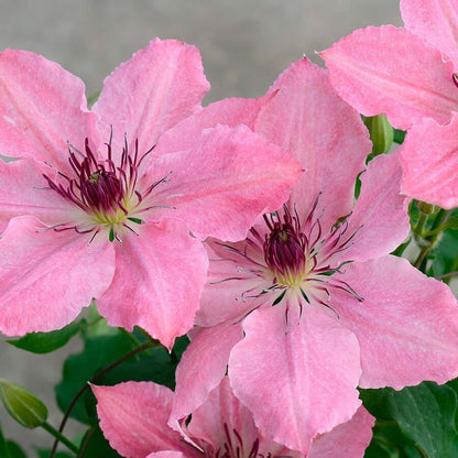 Clematis Sarah Elizabeth Bush Clematis