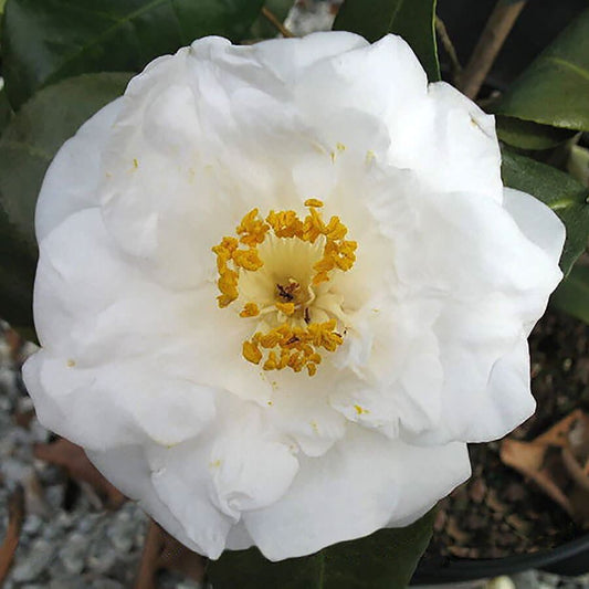 Camellia Emmett Barnes