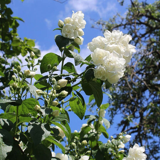 Philadelphus 'Buckley's Quill'
