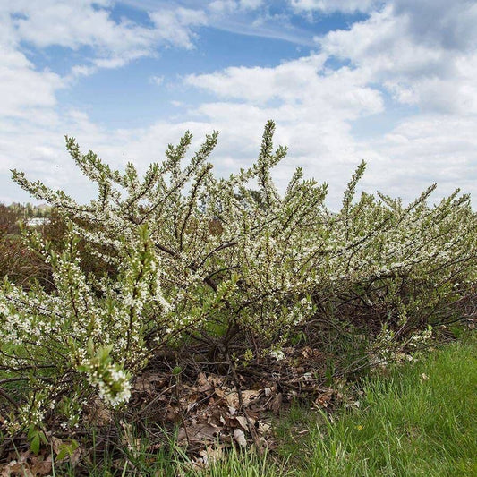 Prunus First Editions® Jade Parade™