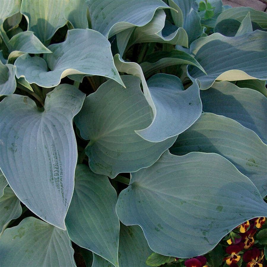 Hosta 'Flemish Sky'