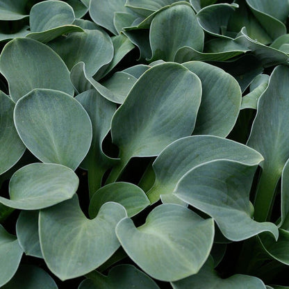 Hosta 'Blue Mouse Ears'