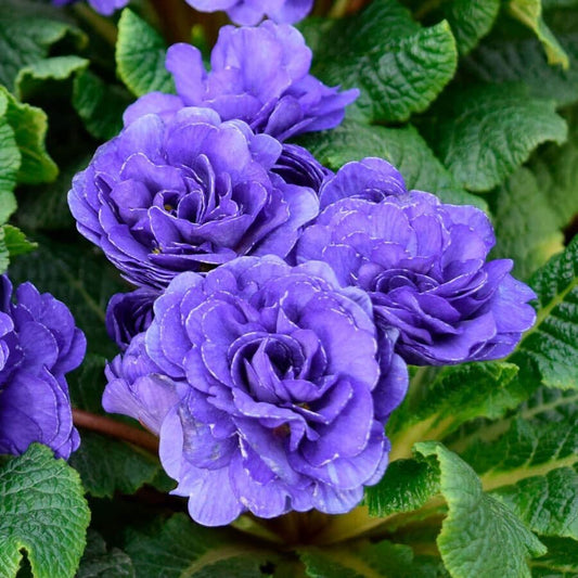 Primula PRIMA BELARINA® 'Blue Champion'