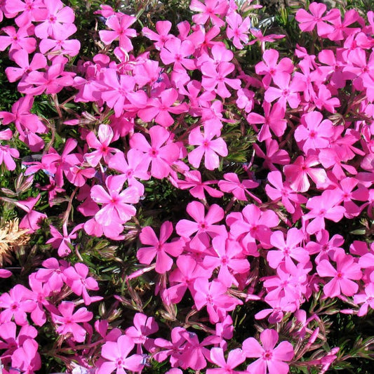 Phlox 'Drummond's Pink'