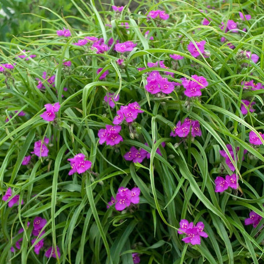 Tradescantia 'Red Cloud'