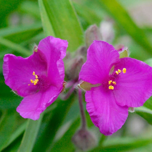 Tradescantia 'Red Cloud'