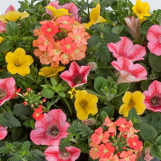Blooming Block Kwik Kombos™ Beach Bum™ Standard Mix