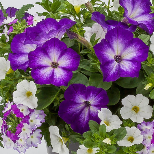 Blooming Block Kwik Kombos™ Spring Showers™ Mix