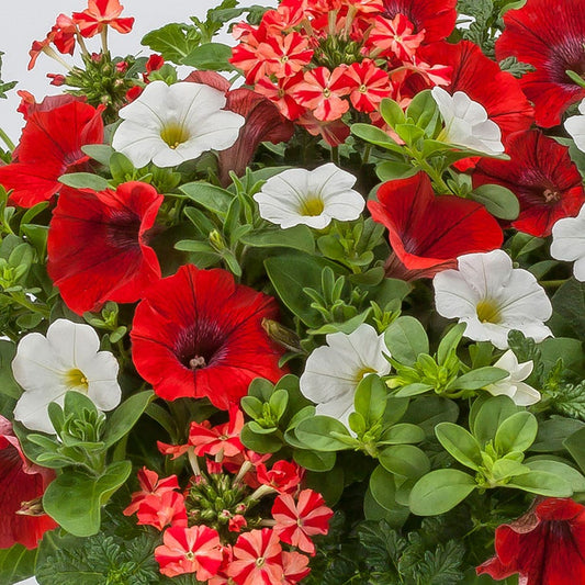Blooming Block Kwik Kombos™ Walk of Stars™ Standard Mix