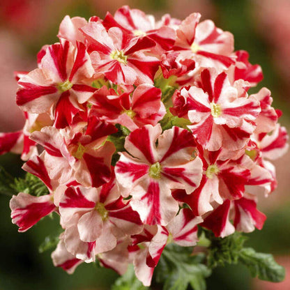 Blooming Block Kwik Kombos™ Walk of Stars™ Standard Mix