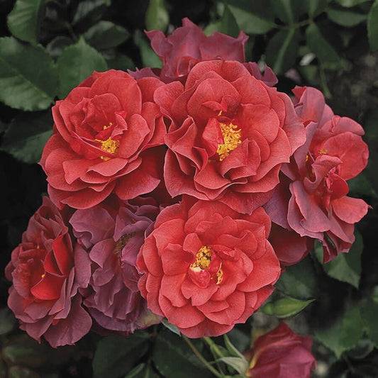 Rosa Cinco de Mayo™