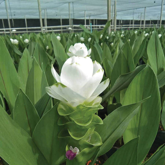 Curcuma 'White Jasmine' Bulbs