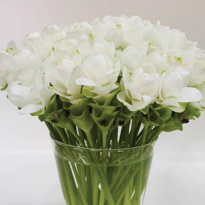 Curcuma 'White Jasmine' Bulbs
