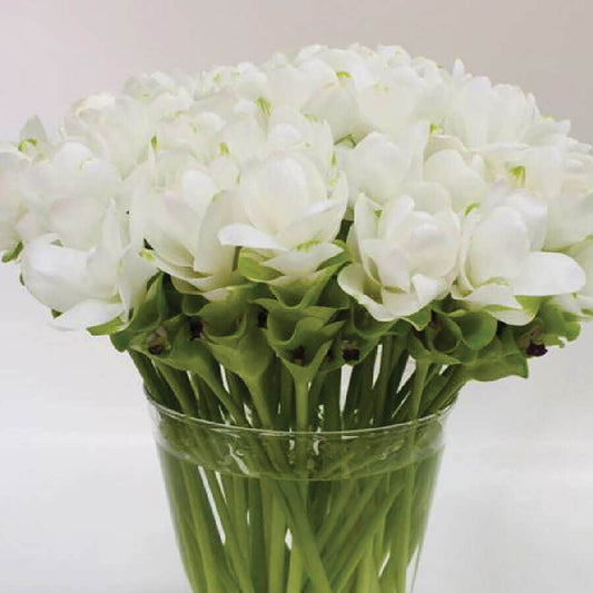 Curcuma 'White Jasmine' Bulbs