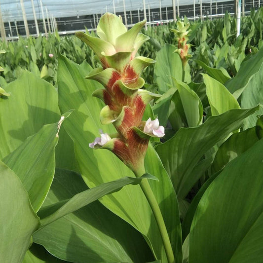 Curcuma 'Emerald Green' Bulbs