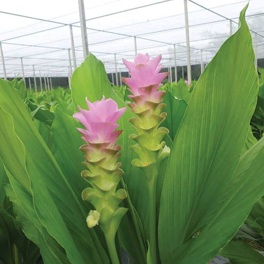 Curcuma 'Laddawan' Bulbs