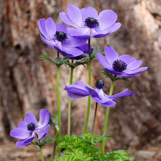 Anemone 'Mr. Fokker' Bulbs