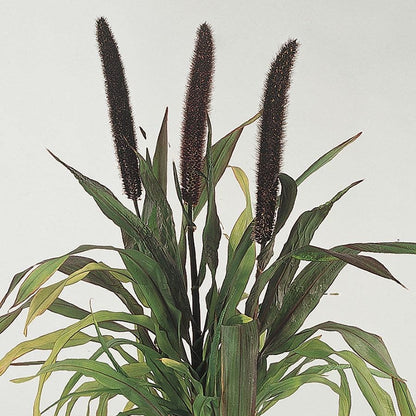 Pennisetum Purple Baron