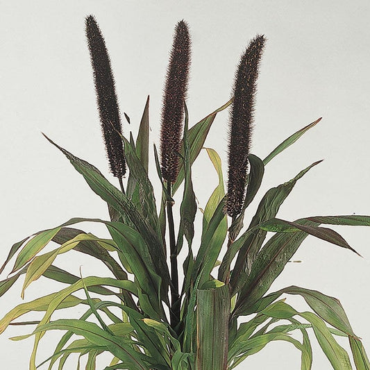 Pennisetum Purple Baron