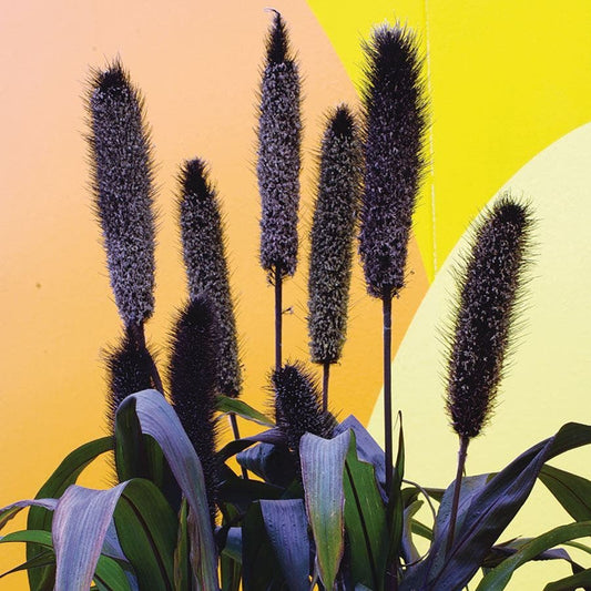Pennisetum Purple Baron