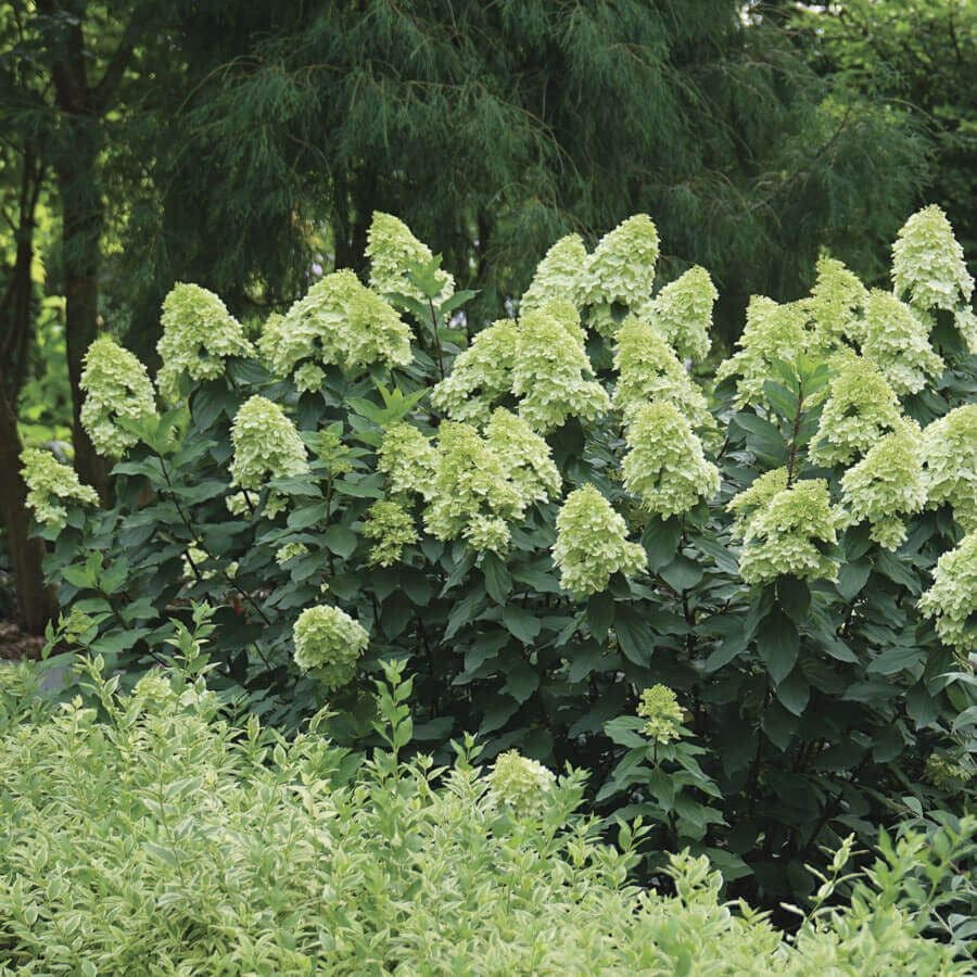 LIMELIGHT PRIME™ Hydrangea