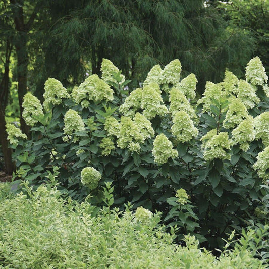 LIMELIGHT PRIME™ Hydrangea