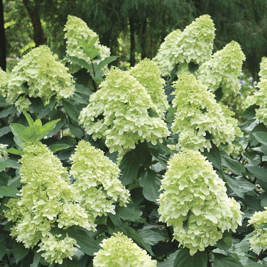 LIMELIGHT PRIME™ Hydrangea