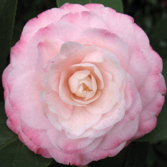 Camellia 'Grace Albritton'