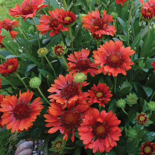 Gaillardia REALFLOR® 'Sunset Celebration'