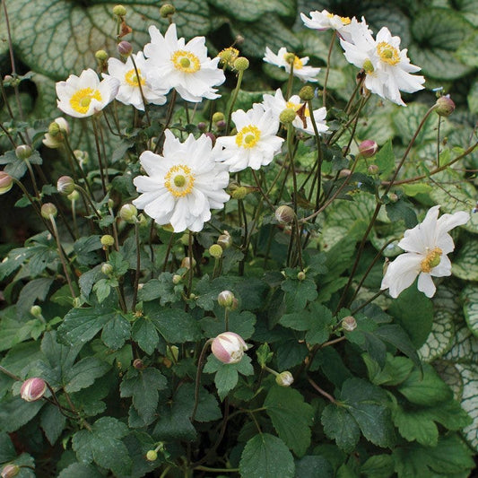 Anemone Fantasy™ Snow Angel