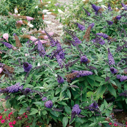 Buddleia Pugster Blue®