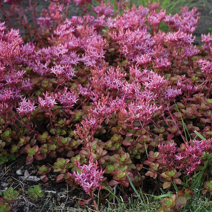 Sedum 'Fulda Glow'