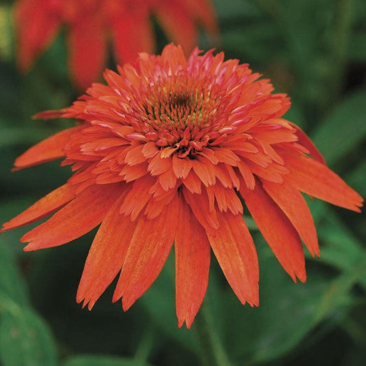 Echinacea Double Scoop™ Mandarin