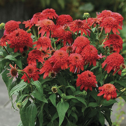 Echinacea Double Scoop™ Mandarin
