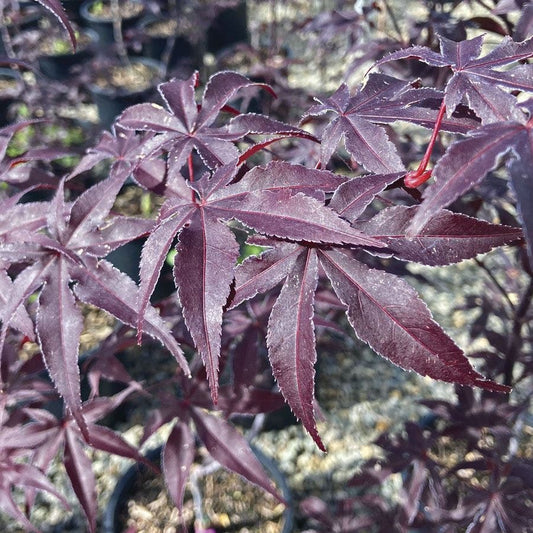 Acer 'Emperor One'