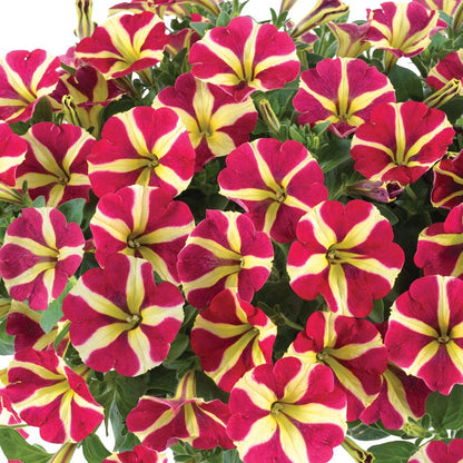 Blooming Block Durabella® The Queen Mix